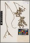 Foto von Salix aurita L. x Salix repens L.